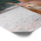 赤リス ポスター (角)