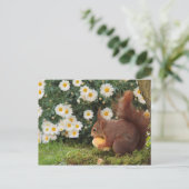 赤リス ポストカード (スタンド正面)