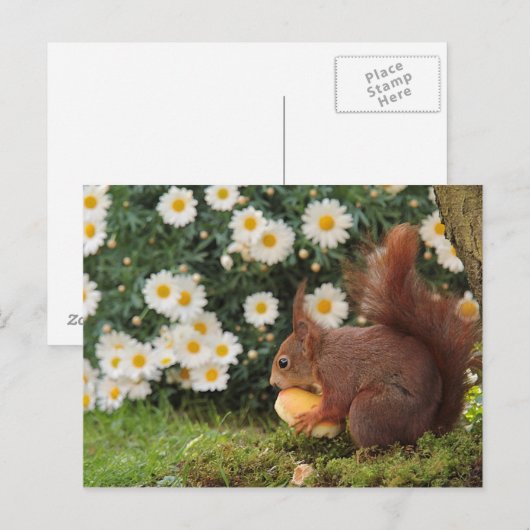 赤リス ポストカード (正面/裏面)
