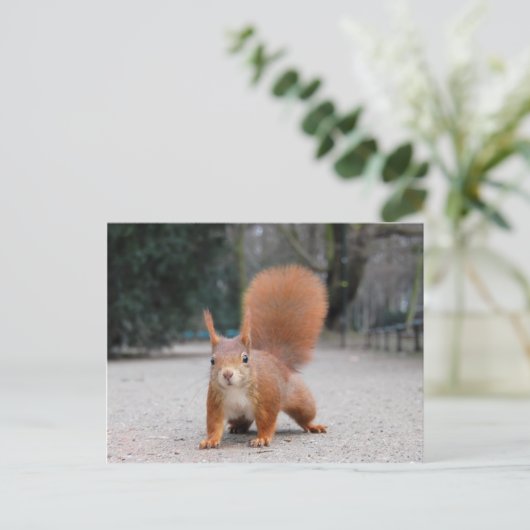 赤リス ポストカード (スタンド正面)