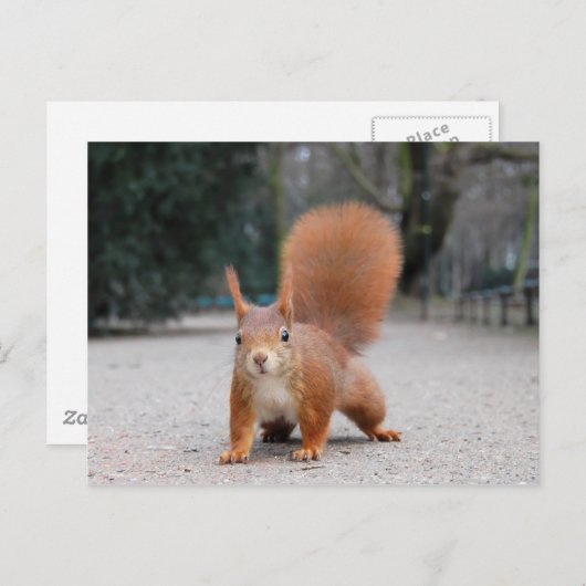 赤リス ポストカード (正面/裏面)