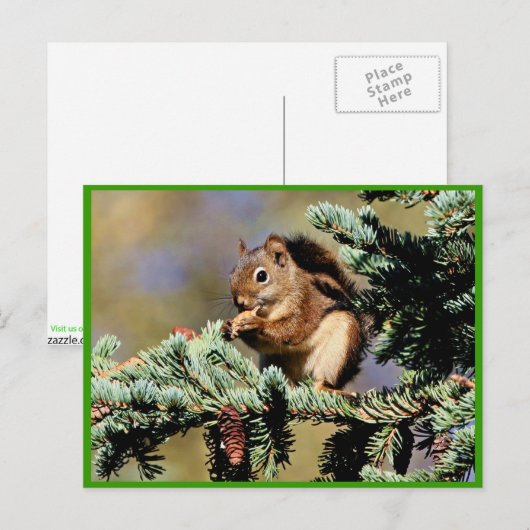 赤リス ポストカード (正面/裏面)
