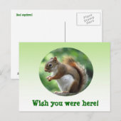 赤リス ポストカード (正面/裏面)