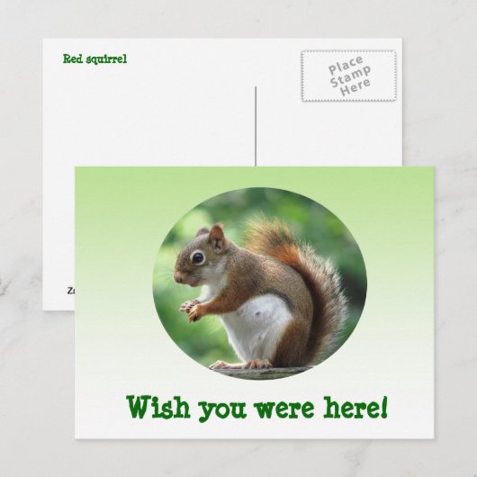 赤リス ポストカード (正面/裏面)