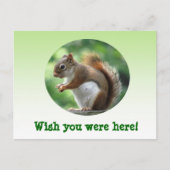 赤リス ポストカード (正面)