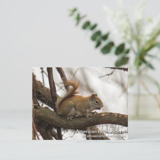 赤リス ポストカード (スタンド正面)