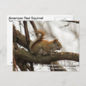 赤リス ポストカード (正面/裏面)