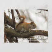 赤リス ポストカード (正面)