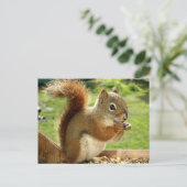 赤リス ポストカード (スタンド正面)