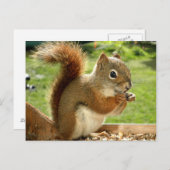 赤リス ポストカード (正面/裏面)