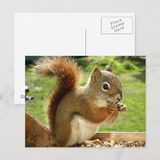 赤リス ポストカード (正面/裏面)