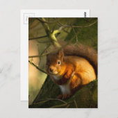 赤リス ポストカード (正面/裏面)