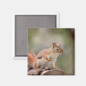 赤リス マグネット (正面/裏面)