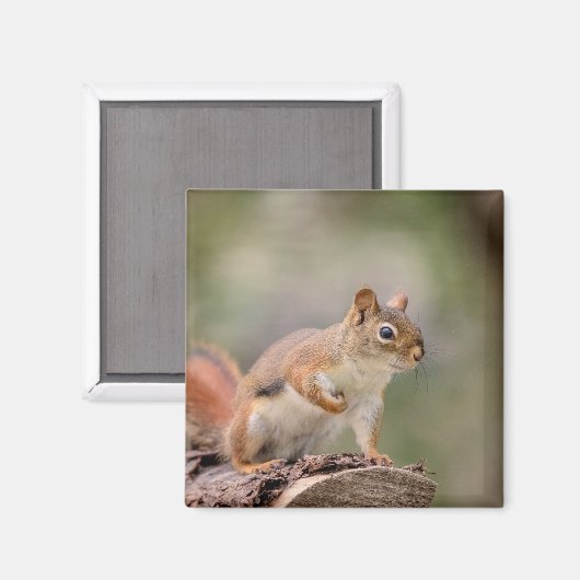 赤リス マグネット (正面/裏面)
