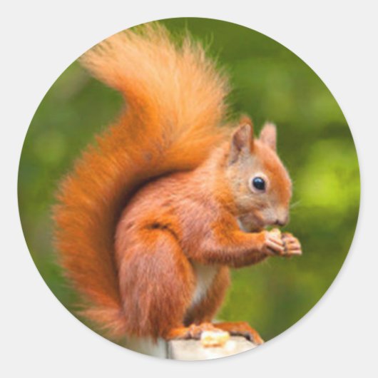 赤リス ラウンドシール (正面)