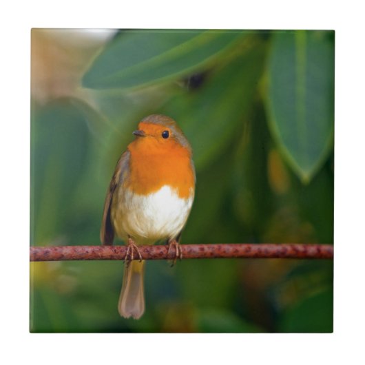 赤ロビン タイル (正面)