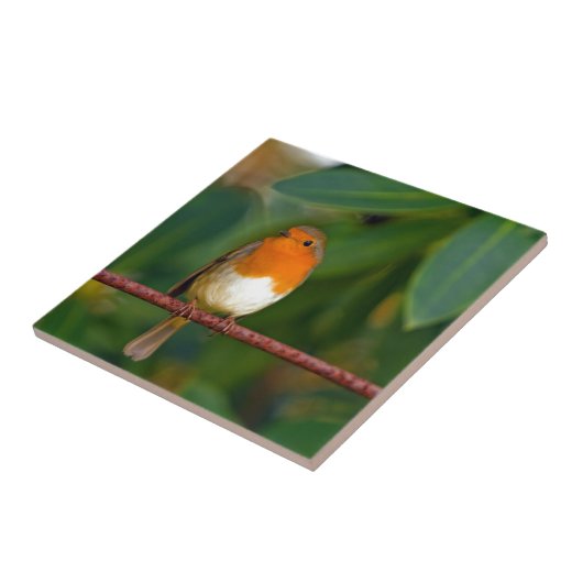 赤ロビン タイル (側面)