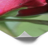 赤ローズブド曲げ ポスター (角)