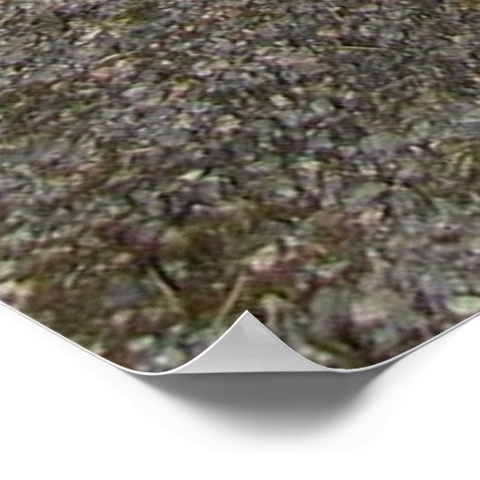 赤五十九 ポスター (角)