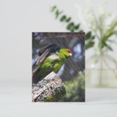 赤冠のインコ ポストカード (スタンド正面)