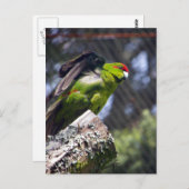 赤冠のインコ ポストカード (正面/裏面)