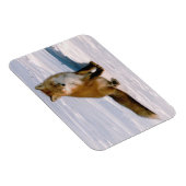 赤北極冬キツネ冷凍機フレキシブル マグネット (右側)