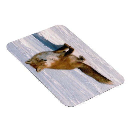 赤北極冬キツネ冷凍機フレキシブル マグネット (右側)