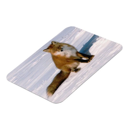 赤北極冬キツネ冷凍機フレキシブル マグネット (左側)