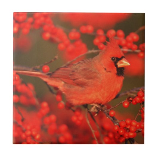 赤北（鳥）ショウジョウコウカンチョウオスIL タイル (正面)