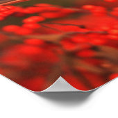 赤北（鳥）ショウジョウコウカンチョウオスIL ポスター (角)