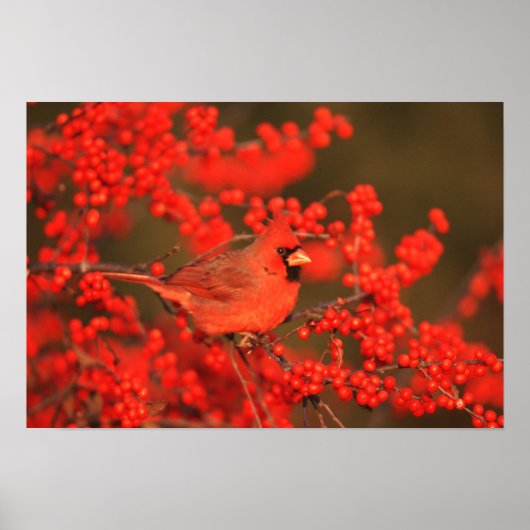 赤北（鳥）ショウジョウコウカンチョウオスIL ポスター (正面)