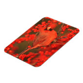 赤北（鳥）ショウジョウコウカンチョウオスIL マグネット (左側)