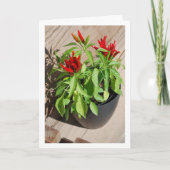 赤唐辛子ポット カード (正面)