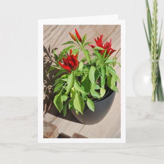 赤唐辛子ポット カード (正面)