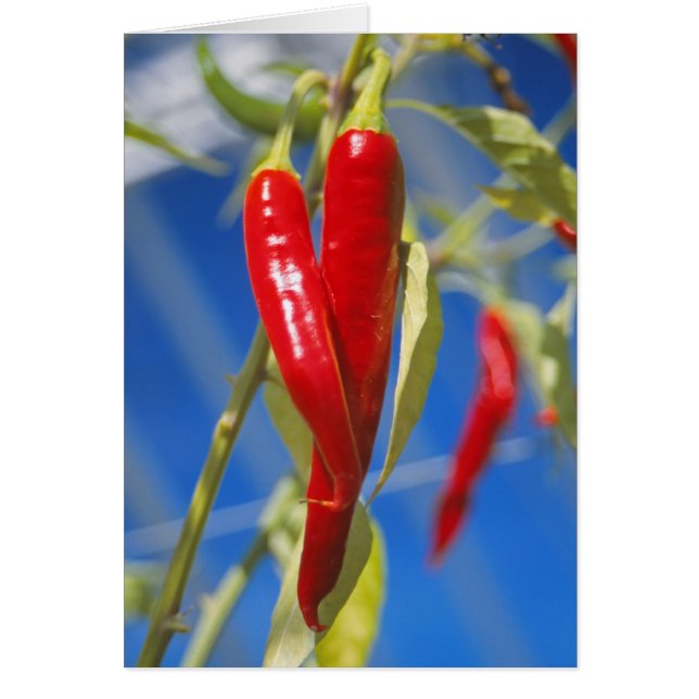 赤唐辛子札 (正面)