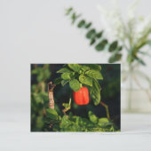 赤唐辛子離れ ポストカード (スタンド正面)