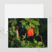 赤唐辛子離れ ポストカード (正面/裏面)