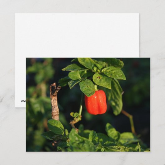 赤唐辛子離れ ポストカード (正面/裏面)