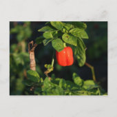 赤唐辛子離れ ポストカード (正面)