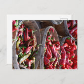 赤唐辛子 ポストカード (正面/裏面)