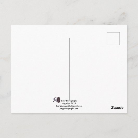 赤唐辛子 ポストカード (裏面)