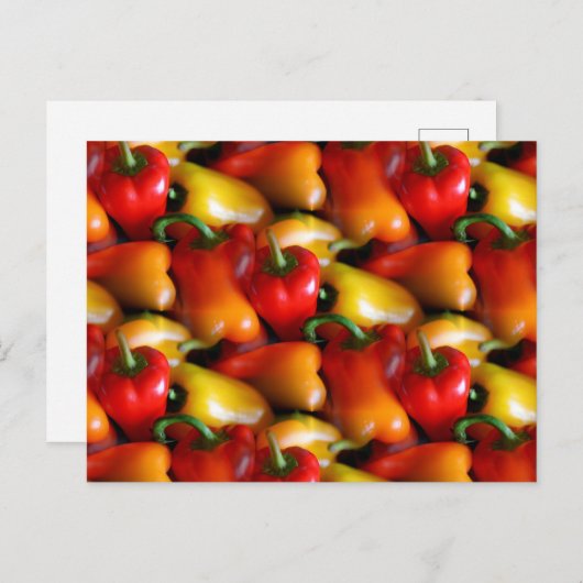 赤唐辛子 ポストカード (正面/裏面)