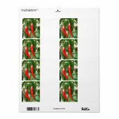 赤唐辛子 ラベル (フルシート)