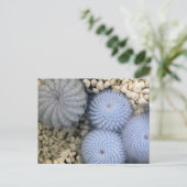 赤外光のサボテン ポストカード (スタンド正面)