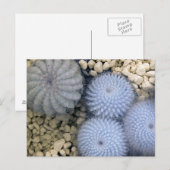 赤外光のサボテン ポストカード (正面/裏面)