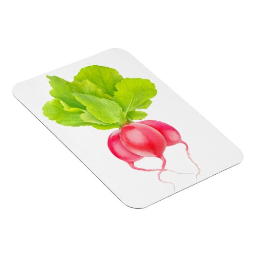 赤大根 マグネット (右側)