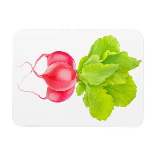 赤大根 マグネット (横)