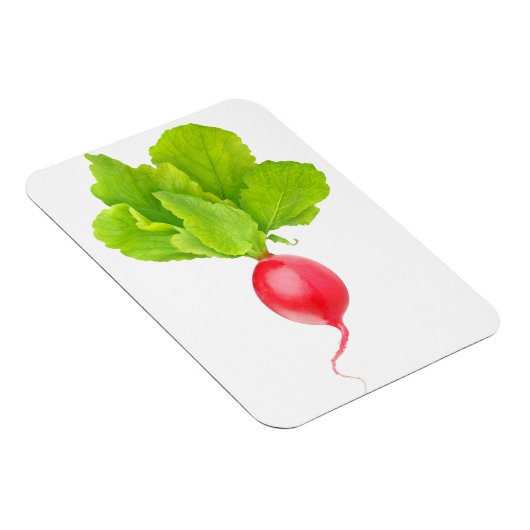 赤大根 マグネット (右側)