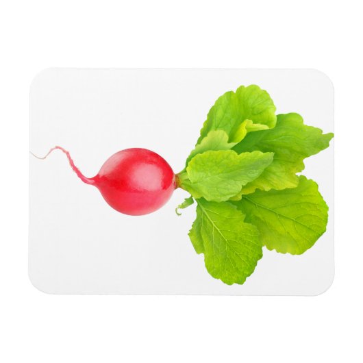 赤大根 マグネット (横)