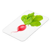 赤大根 マグネット (左側)